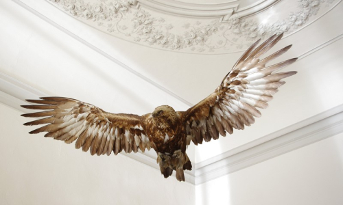 Orel je sice vycpan&yacute;, ale vypad&aacute; vzne&scaron;eně. 