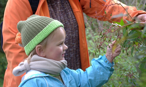 Puk&aacute;n&iacute; netykavek, kter&yacute;ch roste okolo S&aacute;zavy hodně.