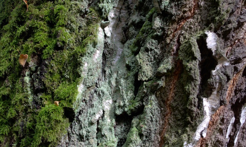 Detail kůry bř&iacute;zy na břehu S&aacute;zavy.