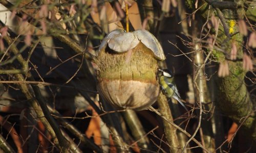 Nasypali jsme zrn&iacute;čka do krm&iacute;tka pro s&yacute;korky.