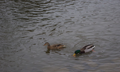 Kačeny jedou po tvrd&eacute;m chlebu.