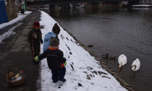 Majest&aacute;tně připluly i dvě labutě.