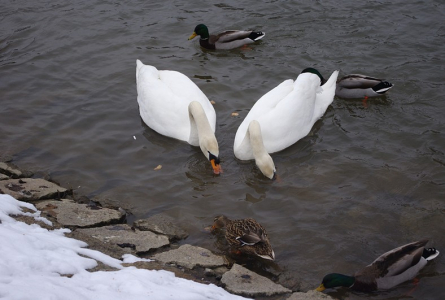 Ptač&iacute; žranice na S&aacute;zavě.