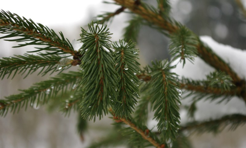 Sněhu kolem spousta, ale na větv&iacute;ch se objevuje voda.