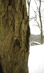 Detail kůry v zimě.