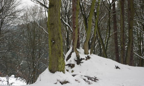 Zimn&iacute; les na zř&iacute;cenině.