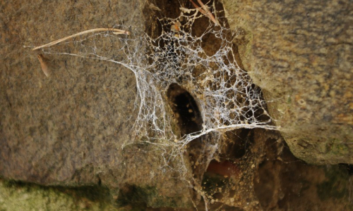 Zvl&aacute;&scaron;tn&iacute; pavučina mezi kameny zř&iacute;ceniny.