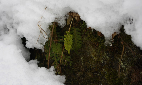 Sn&iacute;h taje a odkr&yacute;v&aacute; zeleň pod sebou.