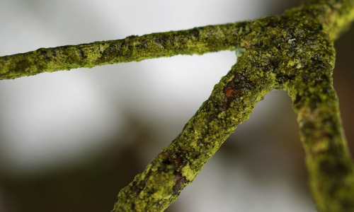 Detail li&scaron;ejn&iacute;ku na větvičce.