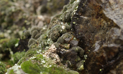 Mech na sk&aacute;le během t&aacute;n&iacute;.