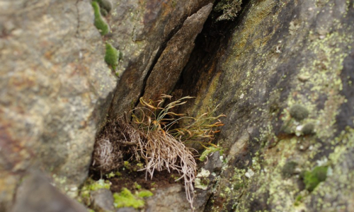 Detail skaln&iacute; průrvy s travinami.