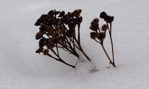 Uschl&aacute; vegetace kouk&aacute; ze sněhu.