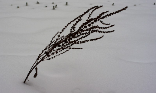 Uschl&aacute; větvička ve sněhu.