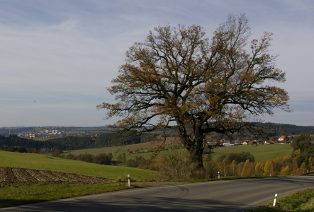 Nejkr&aacute;sněj&scaron;&iacute; strom se nach&aacute;z&iacute; bl&iacute;zko Vil&eacute;movic u Ledče nad S&aacute;zavou.
