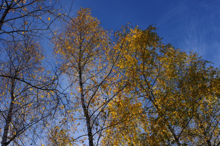 Zlatolist&eacute; bř&iacute;zy lehce &scaron;um&iacute;, kr&aacute;sn&eacute; podzimn&iacute; počas&iacute;.