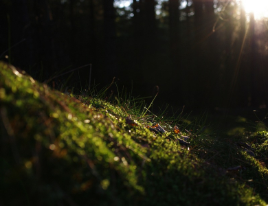 Konč&iacute; den, světlo si jen ř&iacute;dce hled&aacute; cestu do lesa.