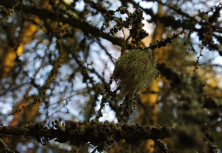 i&scaron;ejn&iacute;ky ve světle zapadaj&iacute;c&iacute;ho slunce.
