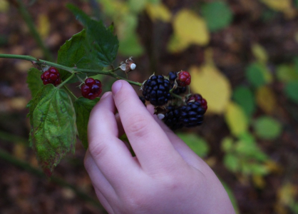 Ostružiny v listopadu... chutnaly v&yacute;borně!