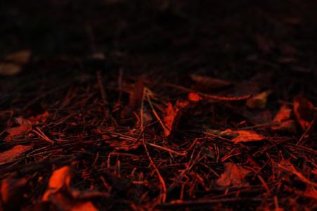 Les se noř&iacute; do temnoty.