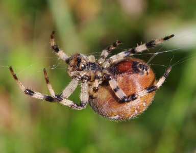 V&yacute;roba pavučiny v př&iacute;m&eacute;m přenosu.