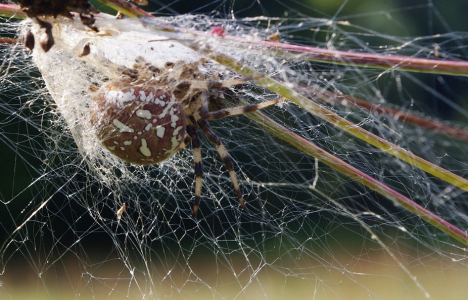 Hn&iacute;zdo s obrovskou pavoučic&iacute;.
