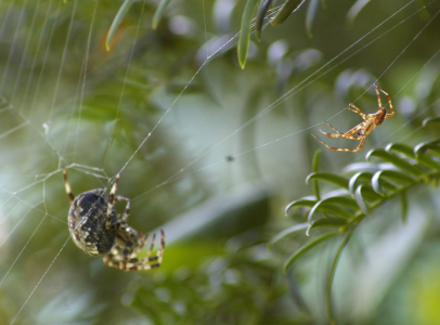 P&aacute;tečn&iacute; romantick&eacute; namlouv&aacute;n&iacute; v pavučině.