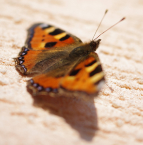 Mot&yacute;l z na&scaron;&iacute; fas&aacute;dy.