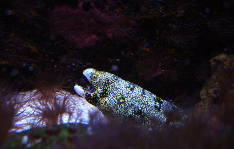 Mur&eacute;na mezi sasankami.