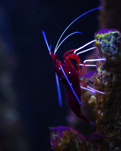 Mahest&aacute;tn&iacute; kreveta.