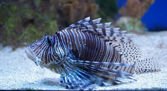 Pozor, perut&yacute;n!