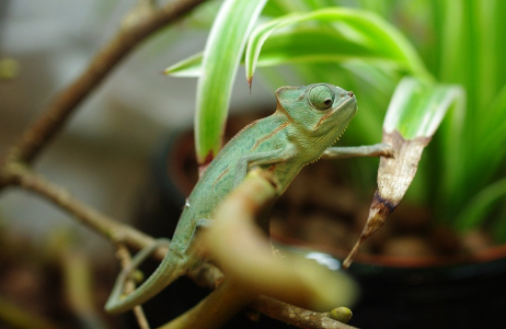 Chamele&oacute;n Cyril po zabydlen&iacute;.