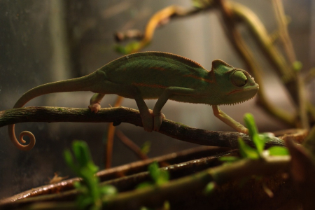 Chamele&oacute;n na lovu.