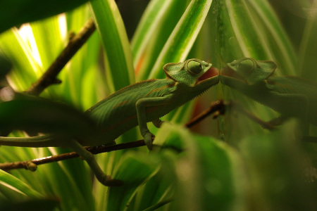 Takhle chamele&oacute;n pije.