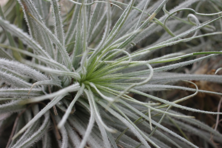 Detail z botanick&eacute; zahrady.