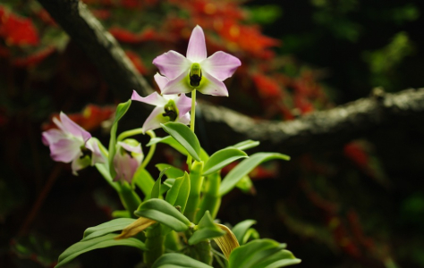 Sasanka z botanick&eacute; zahrady.