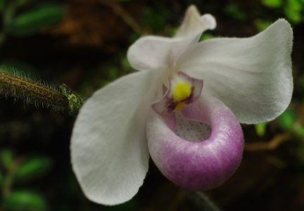 Kr&aacute;sn&yacute; květ.