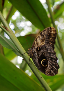 Mot&yacute;l z botanick&eacute; zahrady.