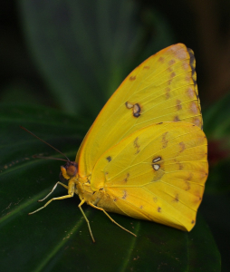 Mot&yacute;l na listu.