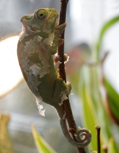Chamele&oacute;n se svl&eacute;k&aacute; z kůže.