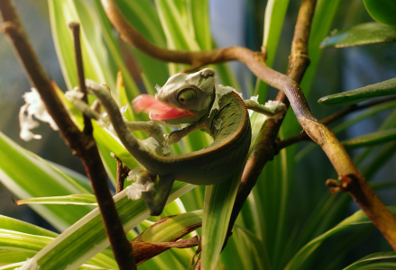 Chamele&oacute;n poj&iacute;d&aacute; zbytky kůže, recykluje.