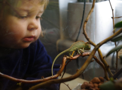 Ester a chamele&oacute;n.
