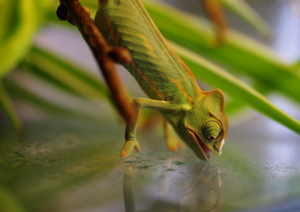 Chamele&oacute;n pije z hladiny... Apr&iacute;l, fotka je otočen&aacute;, jen olizuje kapky ze stěny.