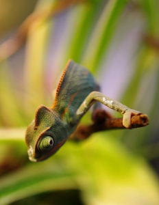 Detail chamele&oacute;na.