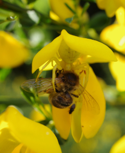 Uloven&aacute; včela z&aacute;kařn&yacute;m Běžn&iacute;kem kopretinov&yacute;m