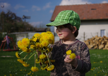 Matěj m&aacute; pampeli&scaron;ky a bude si z nich dělat hrdinsk&eacute; prsteny.