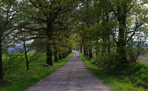 Děti miz&iacute; v hradeck&eacute; aleji.