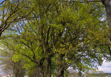 St&iacute;ny v korun&aacute;ch stromů.