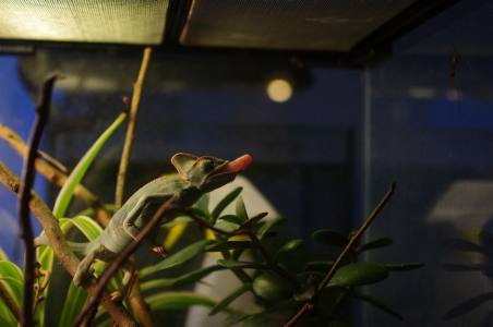 Chamele&oacute;n Cyril lov&iacute; kom&aacute;ra.