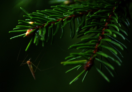 Kom&aacute;r v de&scaron;ti.