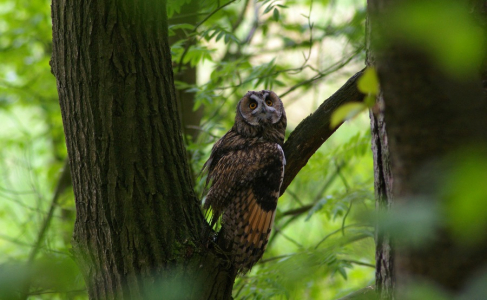 Kalous vyhl&iacute;ž&iacute;.